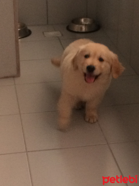 Golden Retriever, Köpek  Bobby fotoğrafı