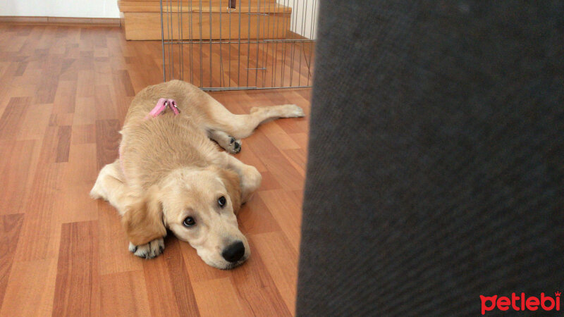 Golden Retriever, Köpek  Luna fotoğrafı