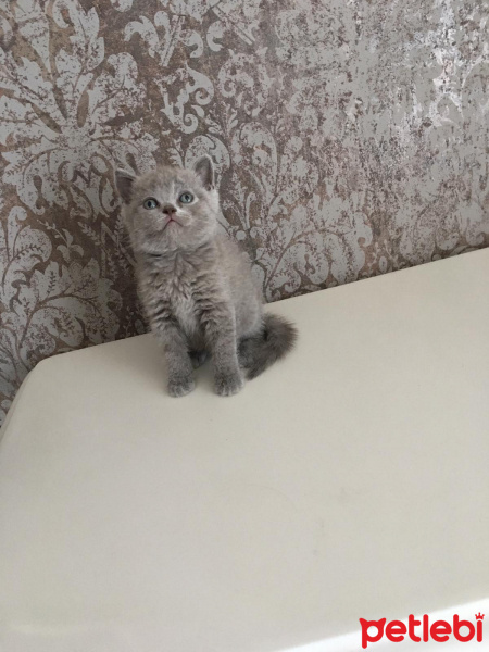 British Shorthair, Kedi  pıtır fotoğrafı