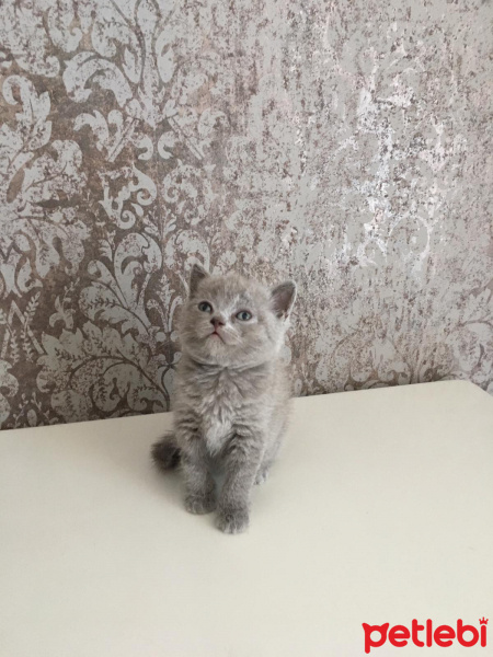 British Shorthair, Kedi  pıtır fotoğrafı