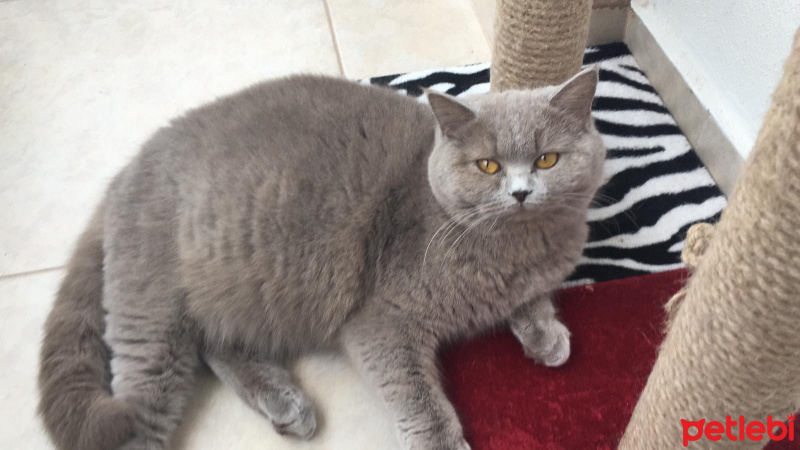 British Shorthair, Kedi  pıtır fotoğrafı