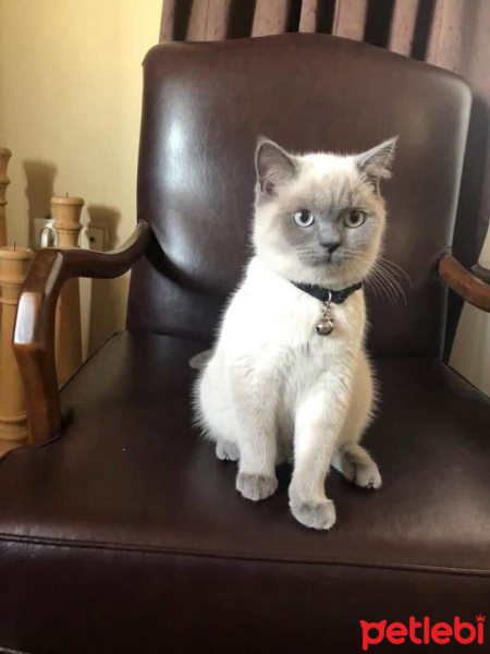 British Shorthair, Kedi  pıtır fotoğrafı