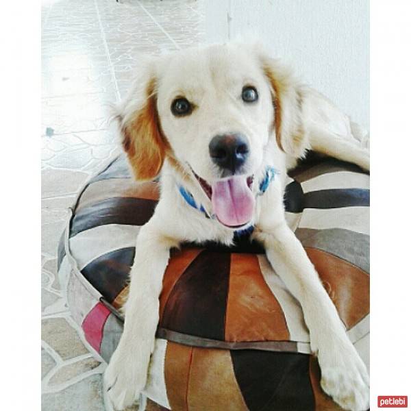 Golden Retriever, Köpek  Rex fotoğrafı