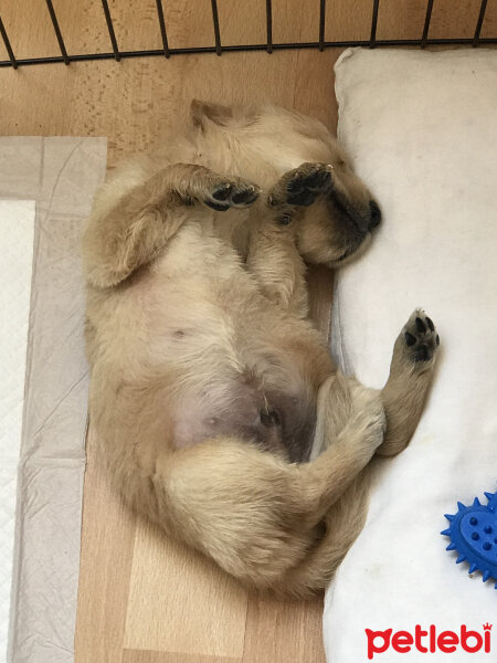 Golden Retriever, Köpek  Dobby fotoğrafı