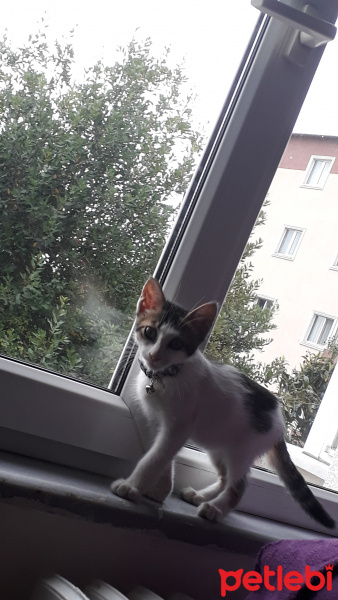 Tekir Kedi, Kedi  Ciklet fotoğrafı