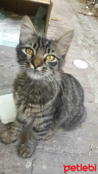 Tekir Kedi, Kedi  Miya fotoğrafı