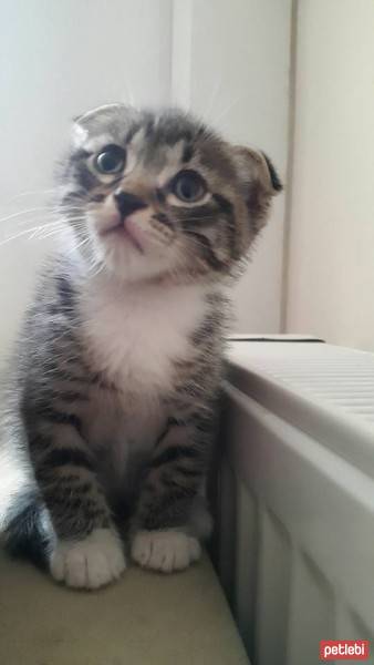 Scottish Fold, Kedi  Evlat fotoğrafı