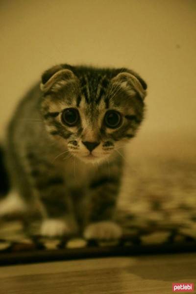 Scottish Fold, Kedi  Evlat fotoğrafı