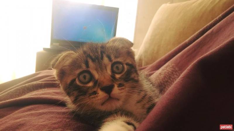 Scottish Fold, Kedi  Evlat fotoğrafı