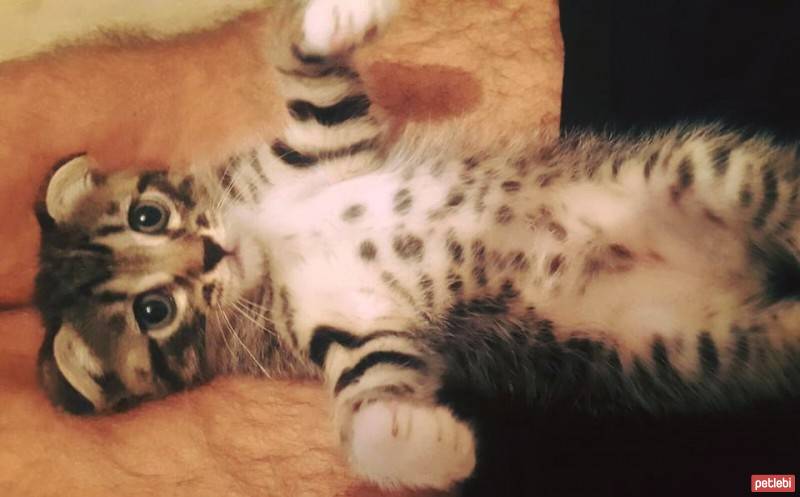 Scottish Fold, Kedi  Evlat fotoğrafı