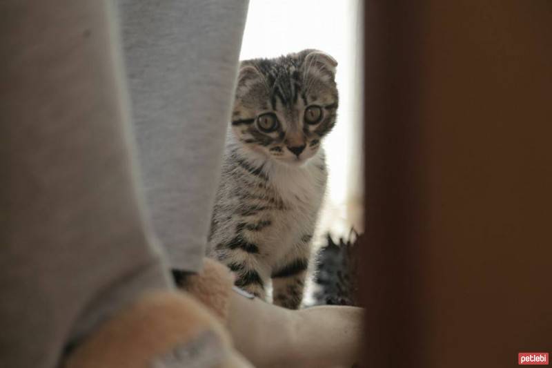 Scottish Fold, Kedi  Evlat fotoğrafı