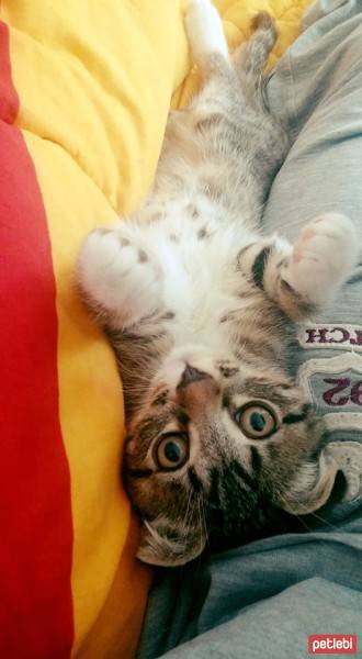 Scottish Fold, Kedi  Evlat fotoğrafı