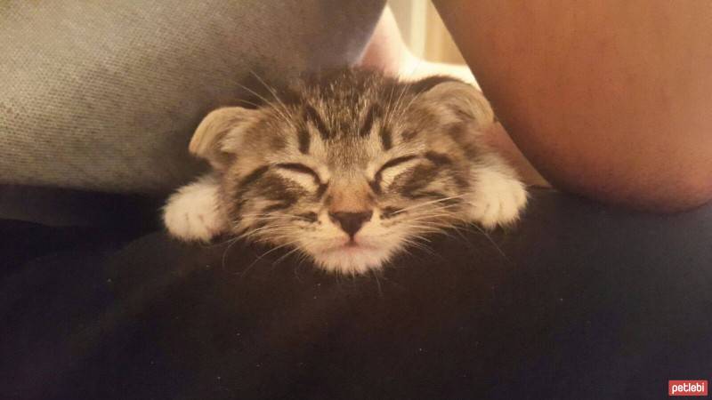 Scottish Fold, Kedi  Evlat fotoğrafı