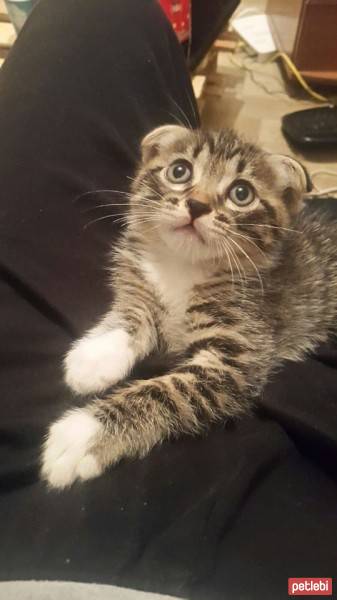 Scottish Fold, Kedi  Evlat fotoğrafı