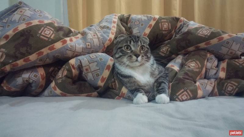 Scottish Fold, Kedi  Evlat fotoğrafı