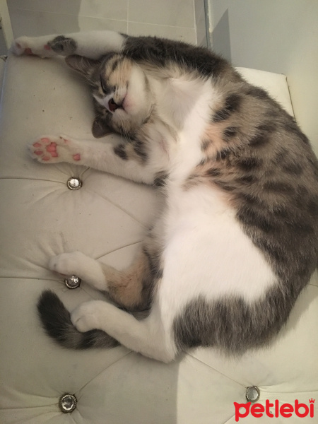 Tekir Kedi, Kedi  Layliş fotoğrafı