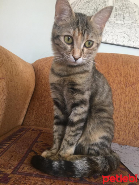 Tekir Kedi, Kedi  Tılsım fotoğrafı