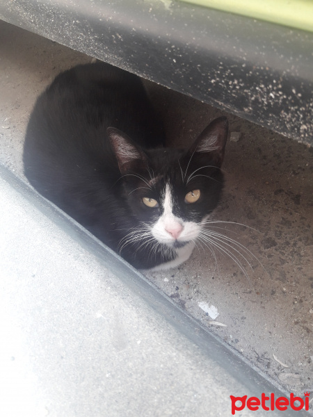 Tuxedo (Smokin) Kedi, Kedi  Mila fotoğrafı