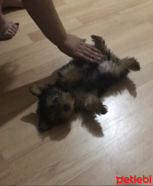 Yorkshire Terrier, Köpek  Mia fotoğrafı