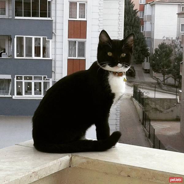 Tekir Kedi, Kedi  Yaşar fotoğrafı