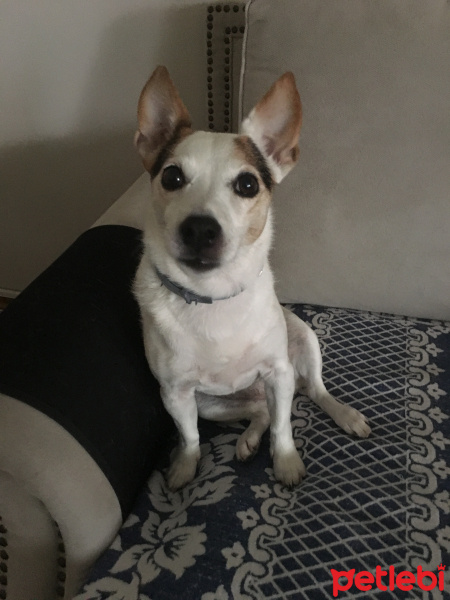 Jack Russell Terrier, Köpek  Mischa fotoğrafı