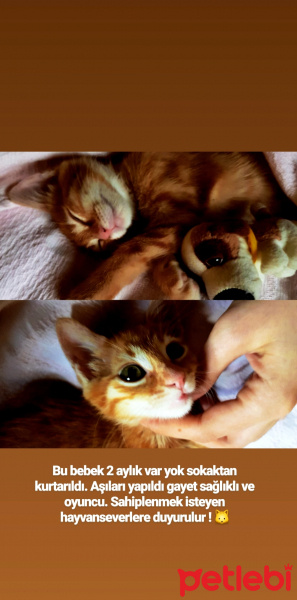 Tekir Kedi, Kedi  Dambıl fotoğrafı