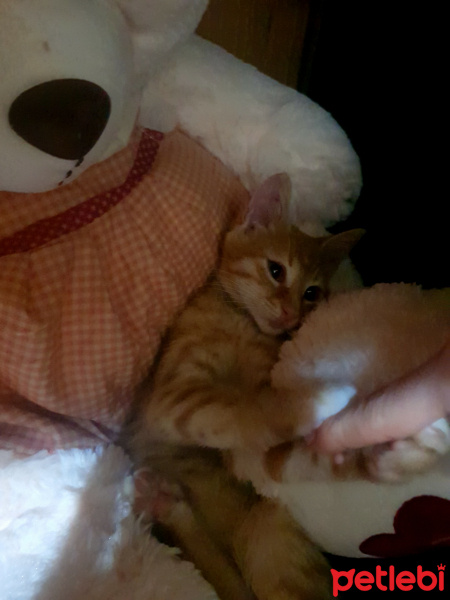 Tekir Kedi, Kedi  Dambıl fotoğrafı