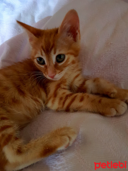 Tekir Kedi, Kedi  Dambıl fotoğrafı