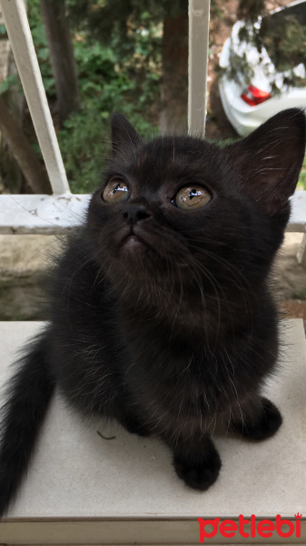 British Shorthair, Kedi  Luna fotoğrafı