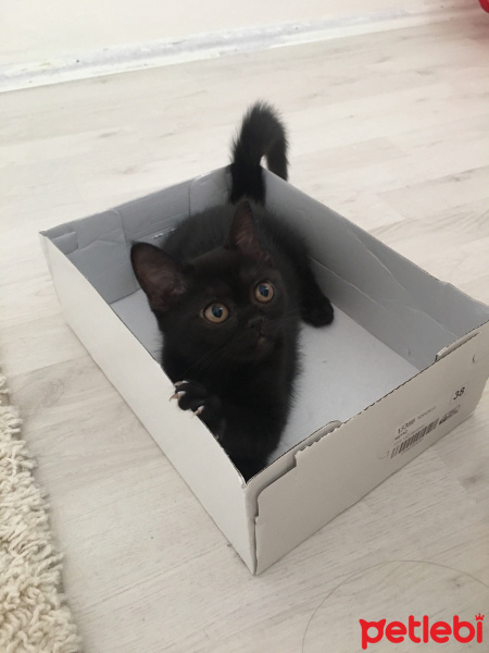 British Shorthair, Kedi  Luna fotoğrafı