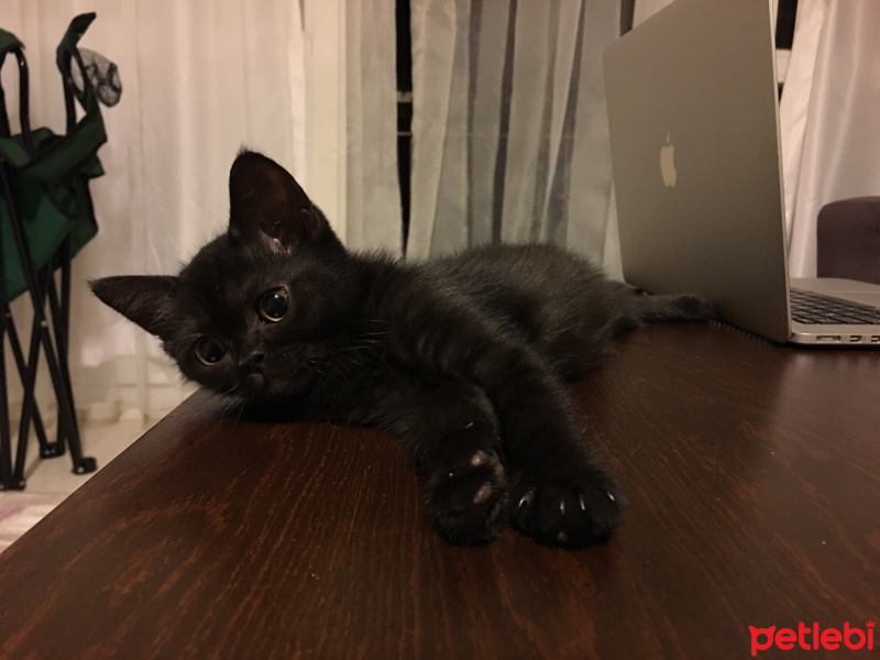 British Shorthair, Kedi  Luna fotoğrafı