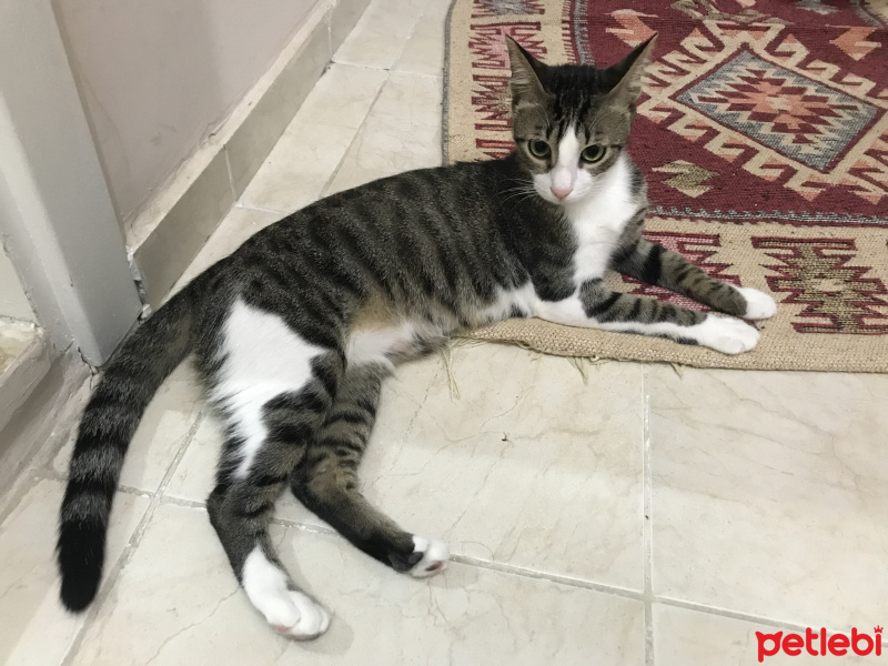 Tekir Kedi, Kedi  Müjgan fotoğrafı