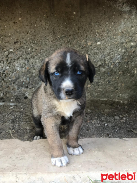 Sokö (Sokak Köpeği), Köpek  Posedon fotoğrafı