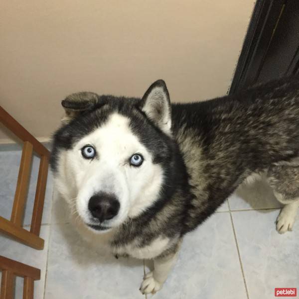 Sibirya Kurdu (Husky), Köpek  Rüzgar fotoğrafı