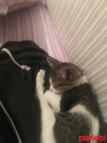 Tekir Kedi, Kedi  Mia fotoğrafı