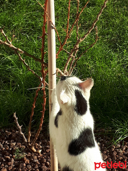 Soke, Kedi  Minnak Panda fotoğrafı