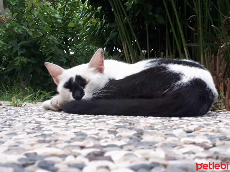 Soke, Kedi  Minnak Panda fotoğrafı