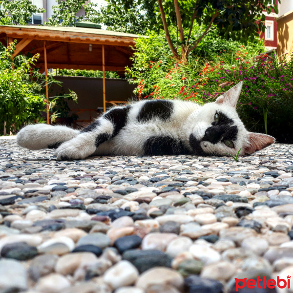 Soke, Kedi  Minnak Panda fotoğrafı