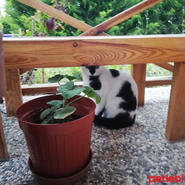 Soke, Kedi  Minnak Panda fotoğrafı