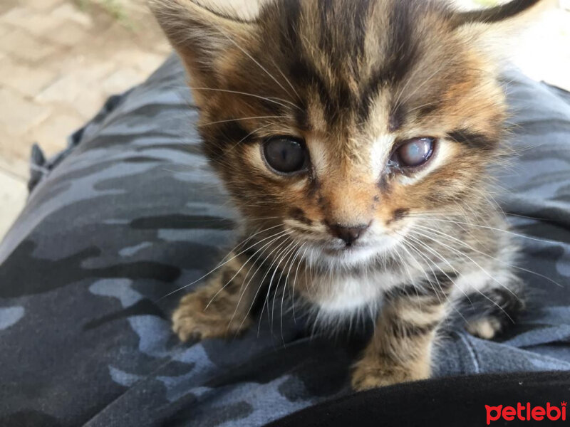 Tekir Kedi, Kedi  Kalsedon fotoğrafı