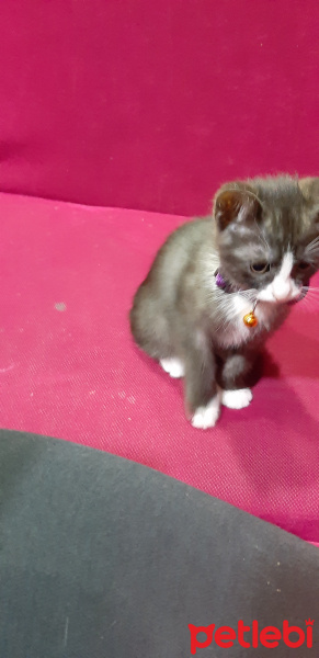 Tuxedo (Smokin) Kedi, Kedi  Mocha fotoğrafı