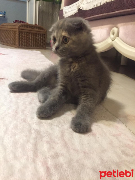 Scottish Fold, Kedi  Maya fotoğrafı
