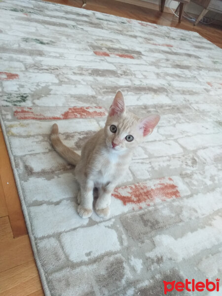 Tekir Kedi, Kedi  Minnak fotoğrafı