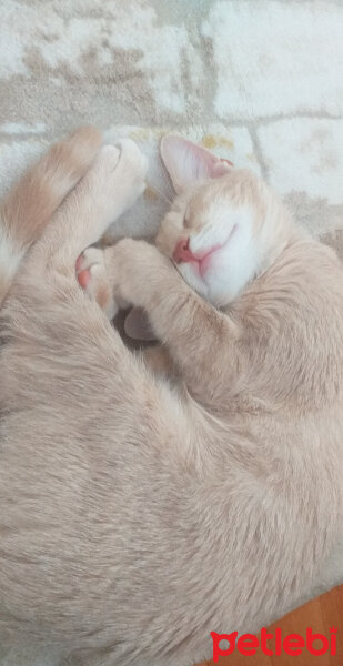 Tekir Kedi, Kedi  Minnak fotoğrafı