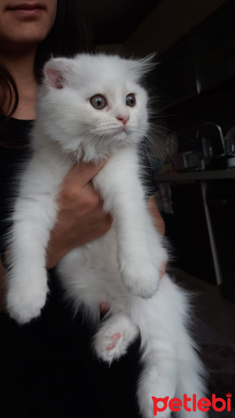 Scottish Fold, Kedi  Pamuk fotoğrafı