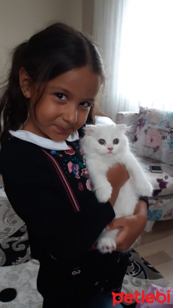 Scottish Fold, Kedi  Pamuk fotoğrafı