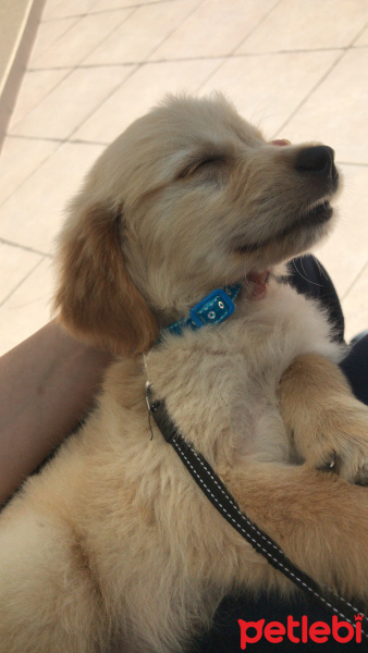 Golden Retriever, Köpek  Kaju fotoğrafı