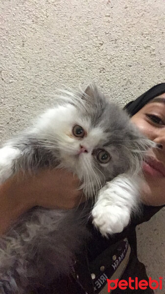 İran Kedisi (Persian), Kedi  Hayal fotoğrafı