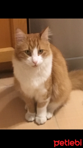 Sarman, Kedi  Coşkun fotoğrafı