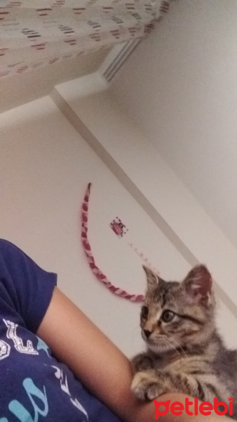 Tekir Kedi, Kedi  keçi fotoğrafı